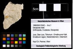 Foto (Objekt + Etiketten) von Decapoda indet. 